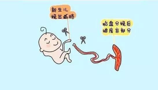 只有3%的宝宝才能享受到的“晚断脐”待遇(图2)